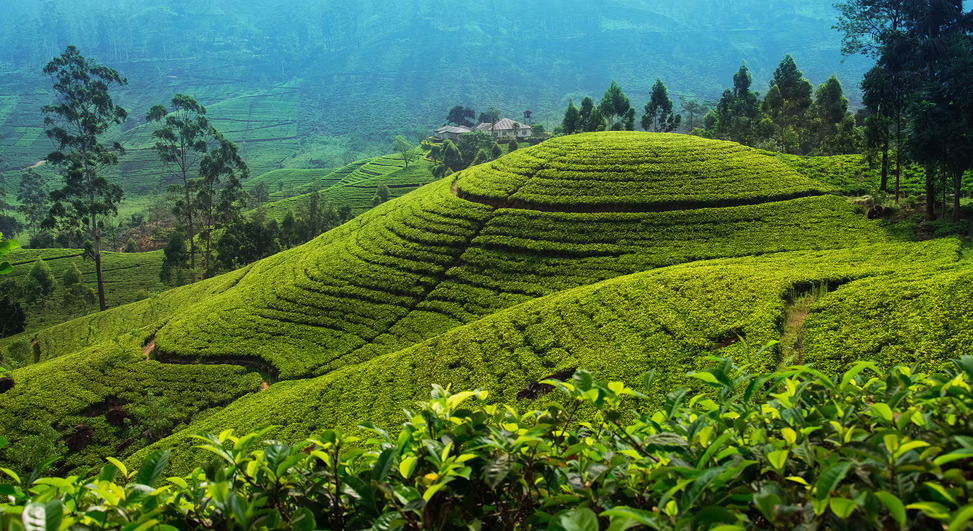 srilanka-4